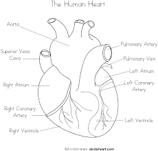 Free Human Heart Sketch Diagram Download Free Clip Art Free Clip