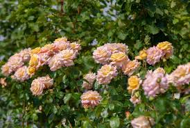 peace rose plant care growing guide