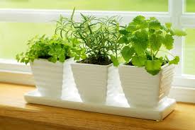 starting a small space herb garden