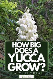 Pruning your yucca is a bit time consuming but is well worth it. How Big Does A Yucca Grow By Type Of Yucca Garden Tabs