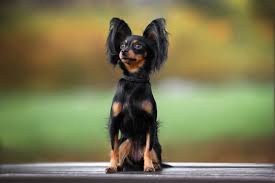 russian toy terrier images browse 1