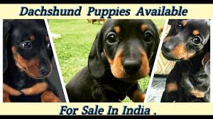 dachshund puppies in india