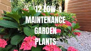 Low Maintenance Garden Plants