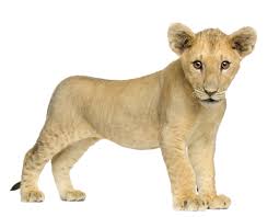 Image result for lion