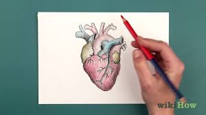 how to draw a human heart you