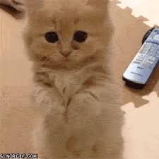 Kitten Gets Overwhelmed With Its Own Cuteness - Señor GIF - Pronounced GIF  or JIF?