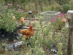 Tips For Organic Gardening At Home