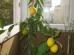 Limon ağaçlarıturunçgil limonu) popüler ve üretken. Limon Budama Nasil Yapilir Limon Web Tr