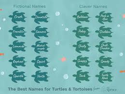 Instagram bio ideas for boys. 100 Names For Pet Turtles And Tortoises