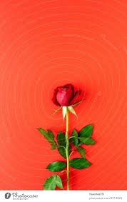 red roses with red background a