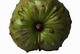 How To Grow A Cherimoya Plant Home Guides Sf Gate