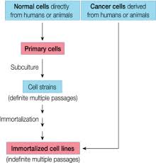 Animal cell culture cell culture refers to the process by which cells are grown in a controlled artificial environment. Cell Lines An Overview Sciencedirect Topics