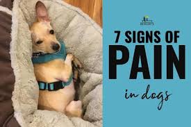 7 signs a dog is in pain how do i know