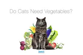 does my cat need vegetables darwin s