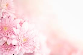 pink flower background images browse
