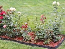 Planning A New Rose Bed Tips For