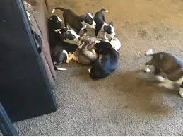 Photo kritters pet store, hemet, riverside county, california, united states. Are Animal Rescue 101 E Florida Ave Hemet Ca 2021