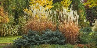 Ornamental Grasses The Underrated