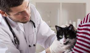 Veterinary Practice News gambar png