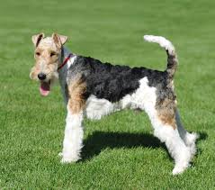 fox terrier wirehaired puppies and