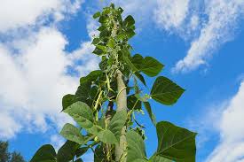 how to grow lima and er beans in