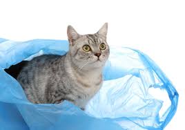 why do cats love paper and plastic so much