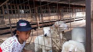 Macan ditangkap menyusul banyak kambing milik warga di gunung lawu diserang binatang buas. Serunya Perah Sapi Hingga Beri Pakan Kelinci Di Depok Jawa Barat Tribun Jakarta