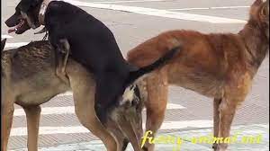 Dogs mating on sidewalk 3P 狗狗交配, 竟然是3P, 无语了! - Dailymotion Video