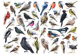 teach kids list of common bird names