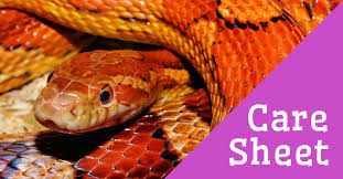 Corn Snake Care Sheet Reptile Centre