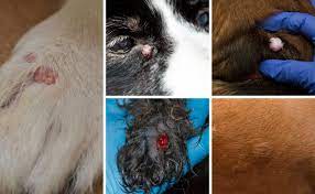 types of cysts on dogs symptoms