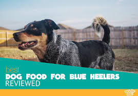 The 7 Best Dog Food For Blue Heelers 2019 Reviews And Ratings