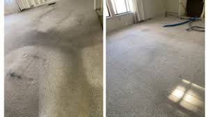 best 15 carpet cleaners in ft collins