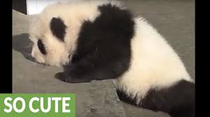 what sound does a baby panda make
