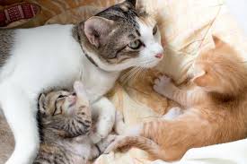 Some cat breeds, particularly oriental cats such as the siamese, generally make it a few days into their tenth week of pregnancy before delivering. Pregnant Cat Labor Signs Behavior And Timeline We Re All About Cats