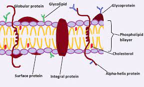 lipopolysaccharides on cell membrane
