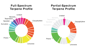 Cbd Terpenes Chart