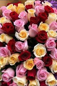 rose flower images maushmi ari
