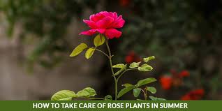 how to take care of rose plants in summer