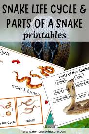 snake life cycle and parts of the snake