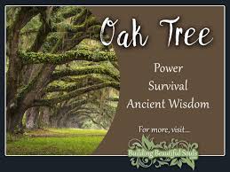 oak tree meaning symbolism tree