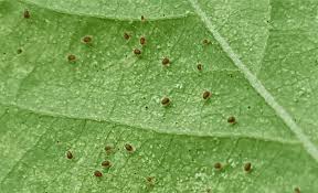 spider mites look like on plants