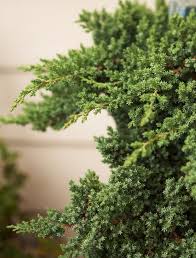 how to plant and grow juniper