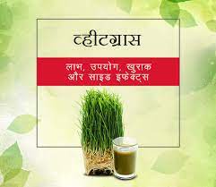 wheat gr powder benefits in hindi