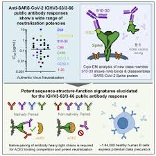 antibody responses