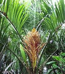 Butia capitata at San Marcos Growers