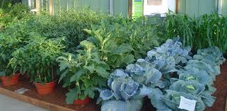 Beginner Guide For Vegetable Gardening