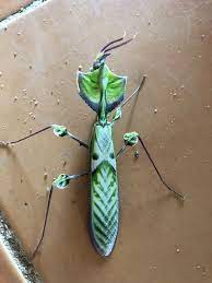 Giant Devil's Flower Mantis (Idolomantis diabolica) · iNaturalist
