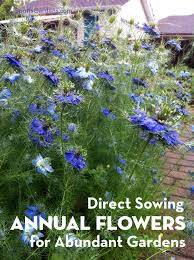 direct sowing annual flowers for
