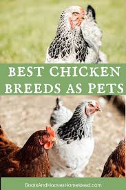 Many pet chickens are extremely tame and will eat out of your hand and sit on your lap. 5 Of Our Favorite Best Chickens For Pets Chicken Breeds Chickens Backyard Breeds Pet Chickens